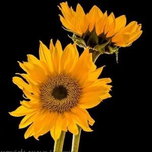 Meet your Posher, Joni